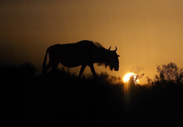A silhouette of a herd of blue wildebeest against a spectacular African sunrise. Taken in Kenya during the great migration.